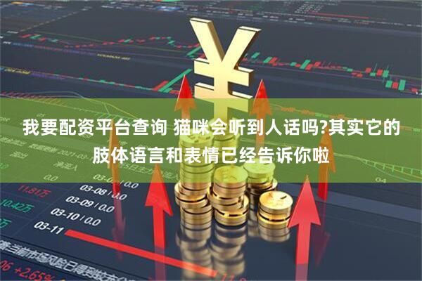我要配资平台查询 猫咪会听到人话吗?其实它的肢体语言和表情已经告诉你啦